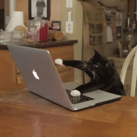 Cat typing on computer